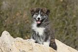 AKITA INU 061